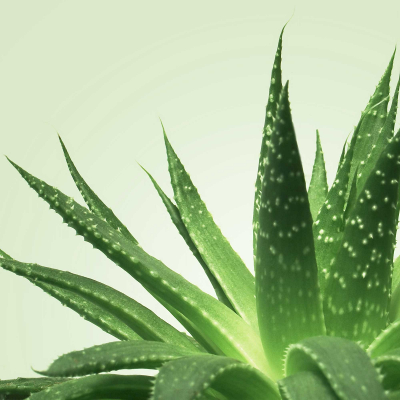 Mixgliss Gel de massage NU Aloe Vera 1000 ml Parfum Aloe vera