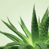 Mixgliss Gel de massage NU Aloe Vera 1000 ml Parfum Aloe vera