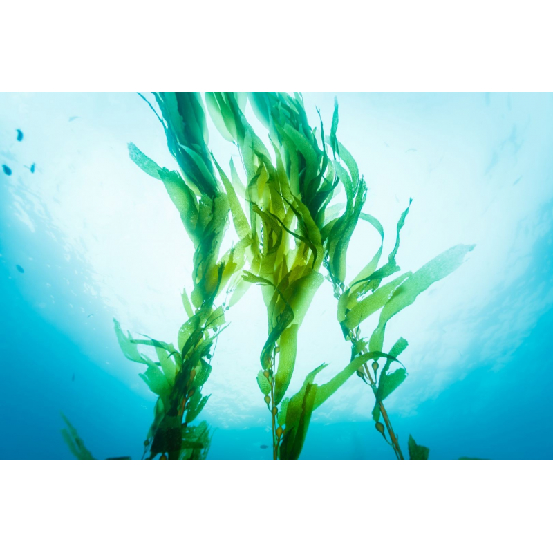 Mixgliss Gel de massage NU Algue 1000 ml Parfum Algue